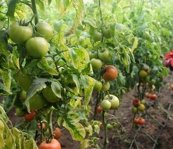 2016年我國啟動食用農(nóng)產(chǎn)品合格證管理試點，構(gòu)建農(nóng)產(chǎn)品質(zhì)量安全新防線