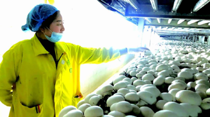 江蘇 食用菌產(chǎn)業(yè)助力群眾就業(yè)增收